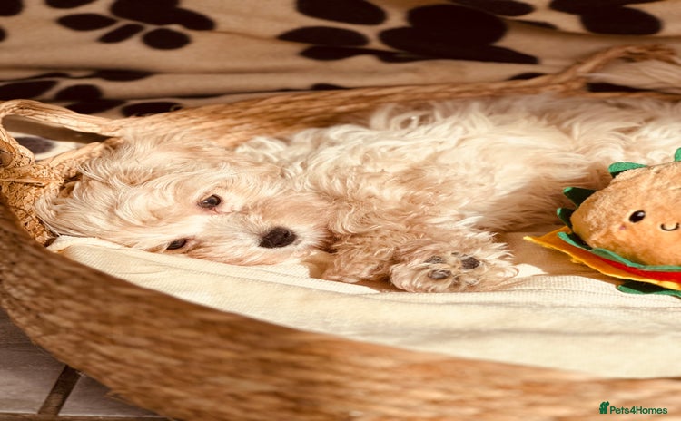 Maltipoo dogs - Advert 5
