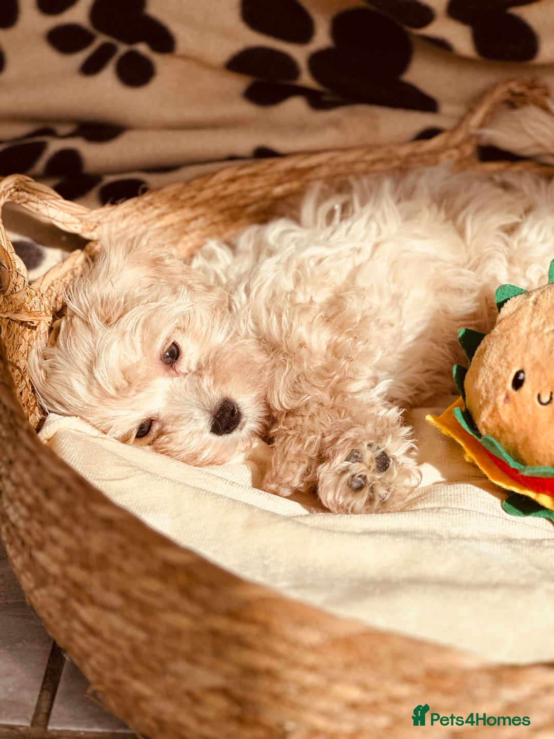 Maltipoo dogs for sale: F1 Toy Maltipoo puppys   - Image 2
