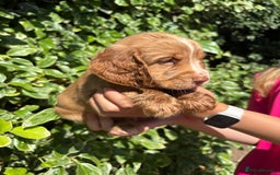 Cocker Spaniel dogs for sale: UNFORTUNATELY BACK FOR SALE DUE HEALTH CONDITIONS - Image 2