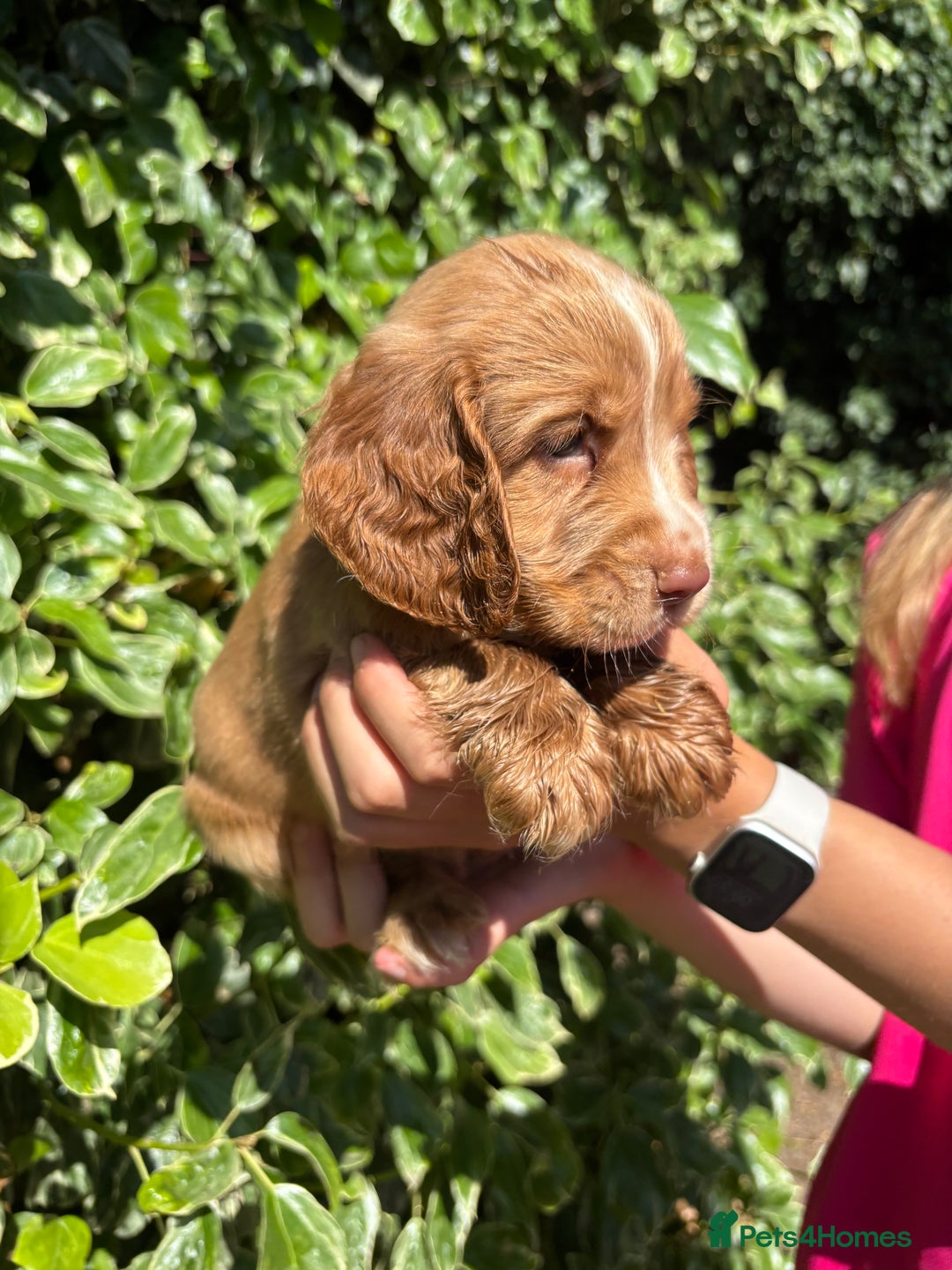 Cocker Spaniel dogs for sale: UNFORTUNATELY BACK FOR SALE DUE HEALTH CONDITIONS - Image 2