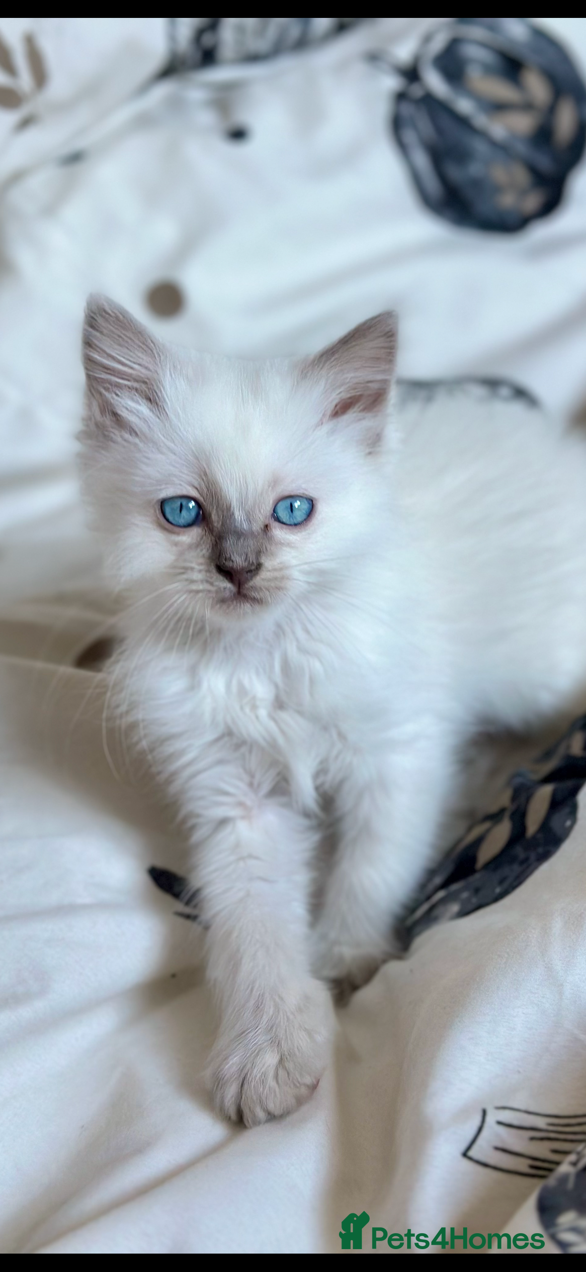 Ragdoll cats 💜💜 ADORABLE GCCF BLUE BOY  💜💜 - Advert 10