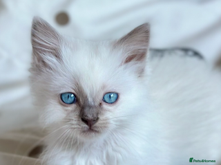 Ragdoll cats 💜💜 ADORABLE GCCF BLUE BOY 💜💜 - Advert 10