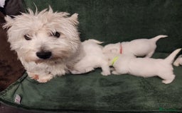 West Highland Terrier dogs for sale: Beautiful west highland terrier puppies 🐶  - Advert 5