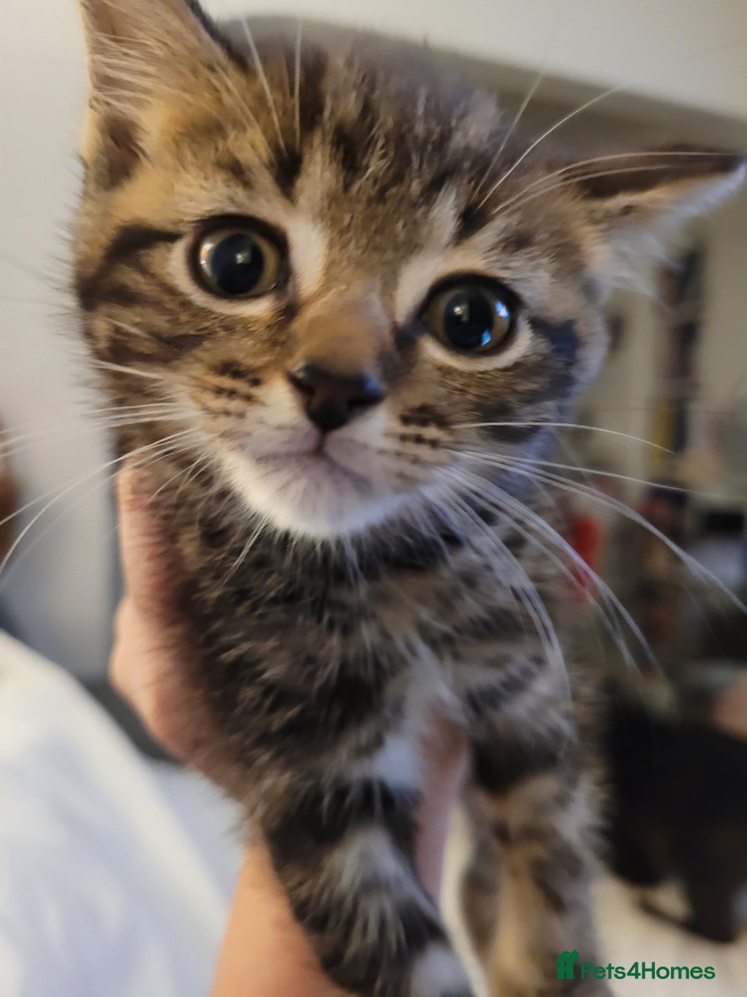 Ragdoll cats for sale: Cutest Ragdoll/Bengal mix kittens. - Image 14