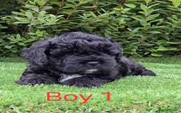 French Bulldog dogs for sale: French Bulldog Froodle Puppies  - Image 5