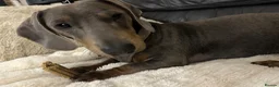 Miniature Dachshund dogs for sale: Male miniature dachshund  - Advert 3