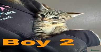 Domestic Shorthair cats - Advert 10