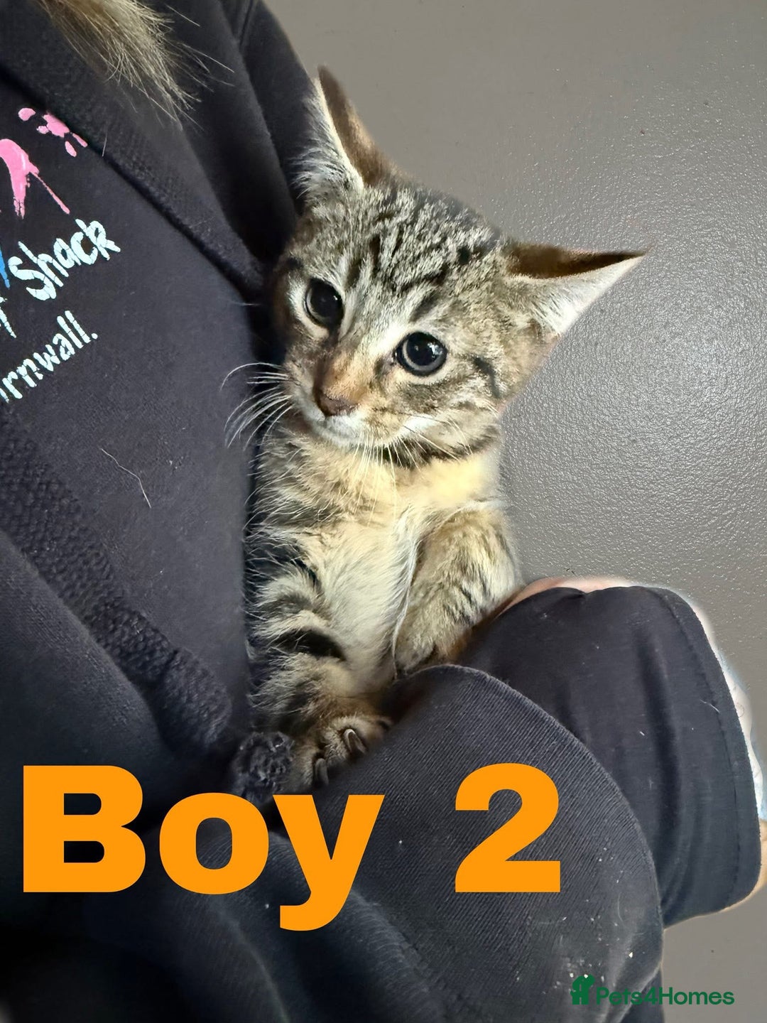 Domestic Shorthair cats for sale: 3 lovely kittens ready to find their forever home - Image 3