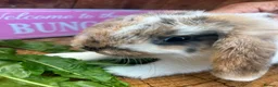 Mini Lop rabbits for sale: Beautiful Minilops for sale - Advert 6
