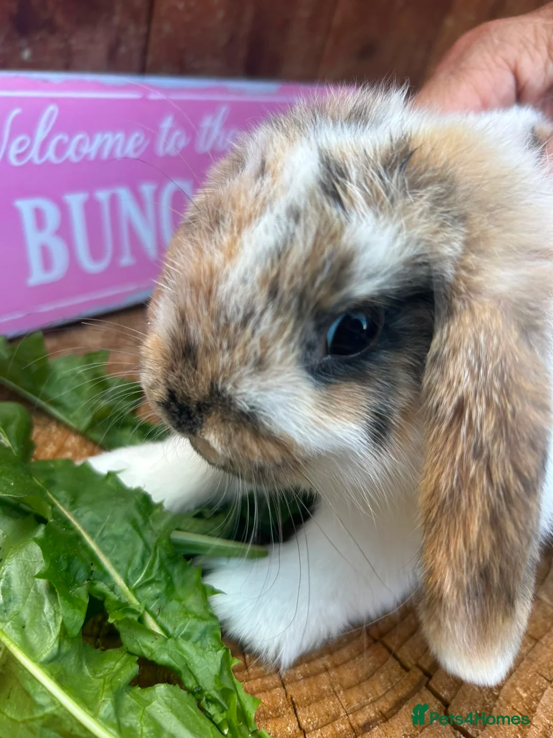 Mini Lop rabbits for sale: Beautiful Minilops for sale - Advert 3