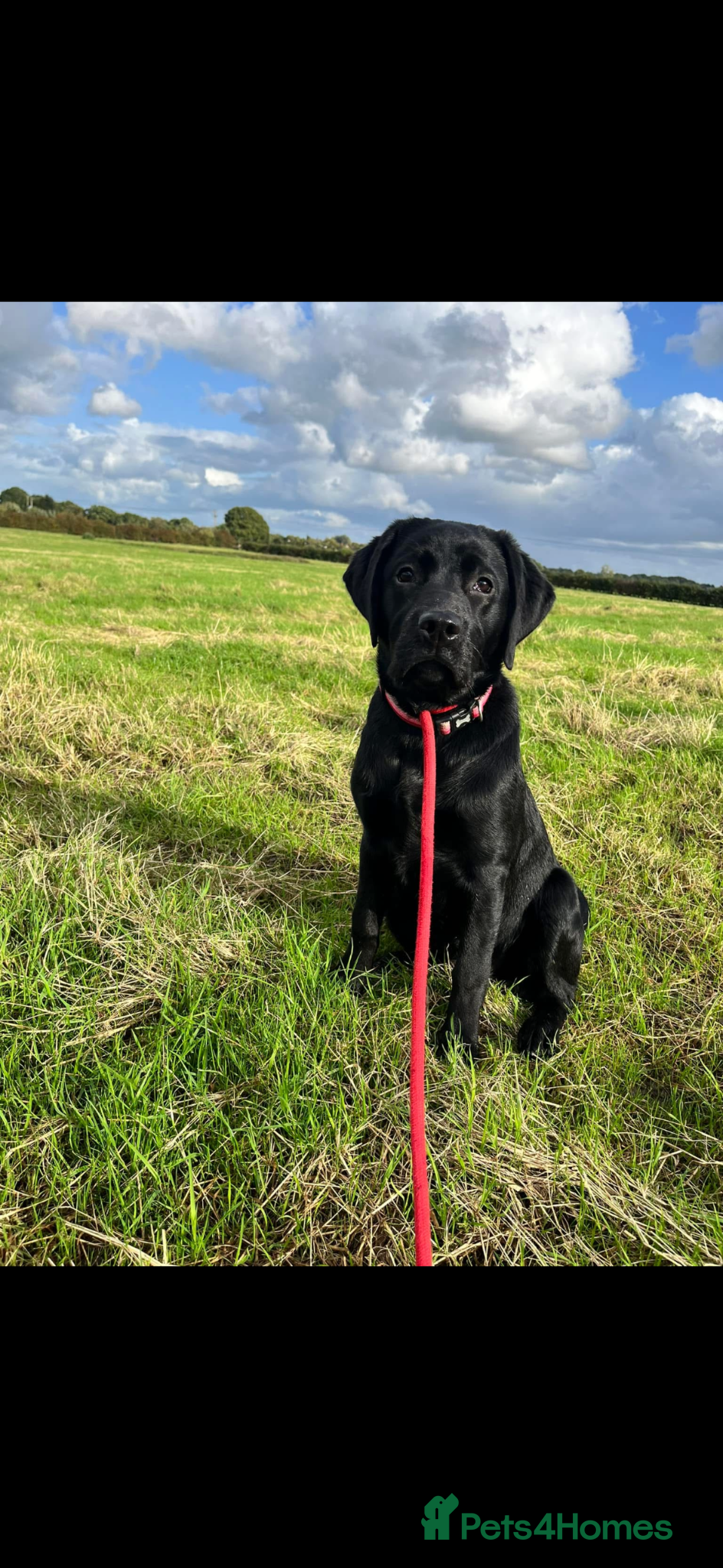 Labrador Retriever dogs True Show Line Labrador Puppies  - Advert 5