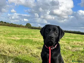 Labrador Retriever dogs True Show Line Labrador Puppies - Advert 2