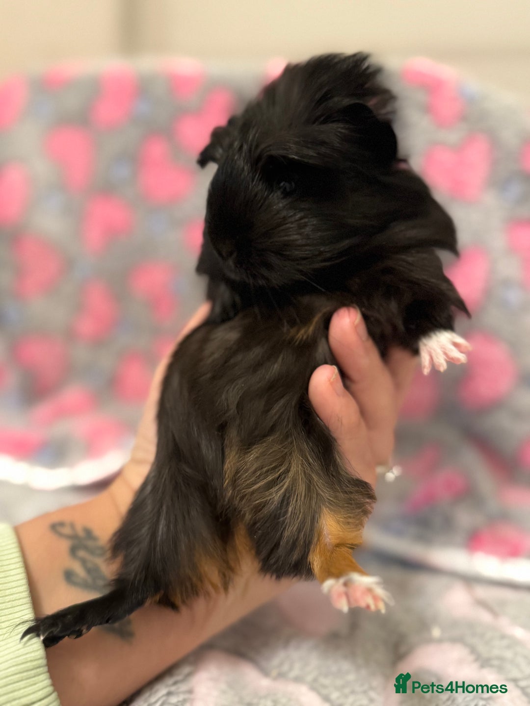 Guinea Pig rodents for sale: Beautiful Guinea pig babies  - Advert 12