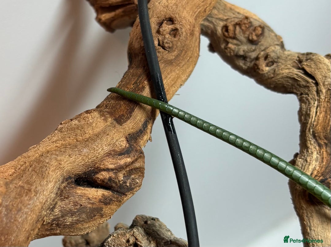 Rat Snake reptiles for sale: Male Rhino Rat Snake  - Advert 6