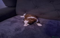 Mixed Breed dogs for sale: Teddy Bear Puppies - Advert 8