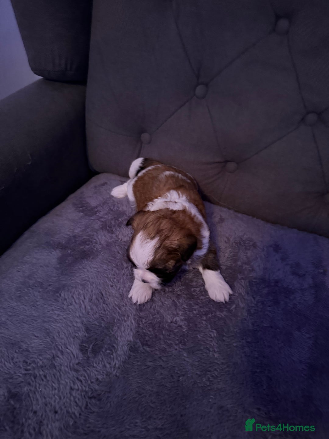 Mixed Breed dogs for sale: Teddy Bear Puppies - Advert 8