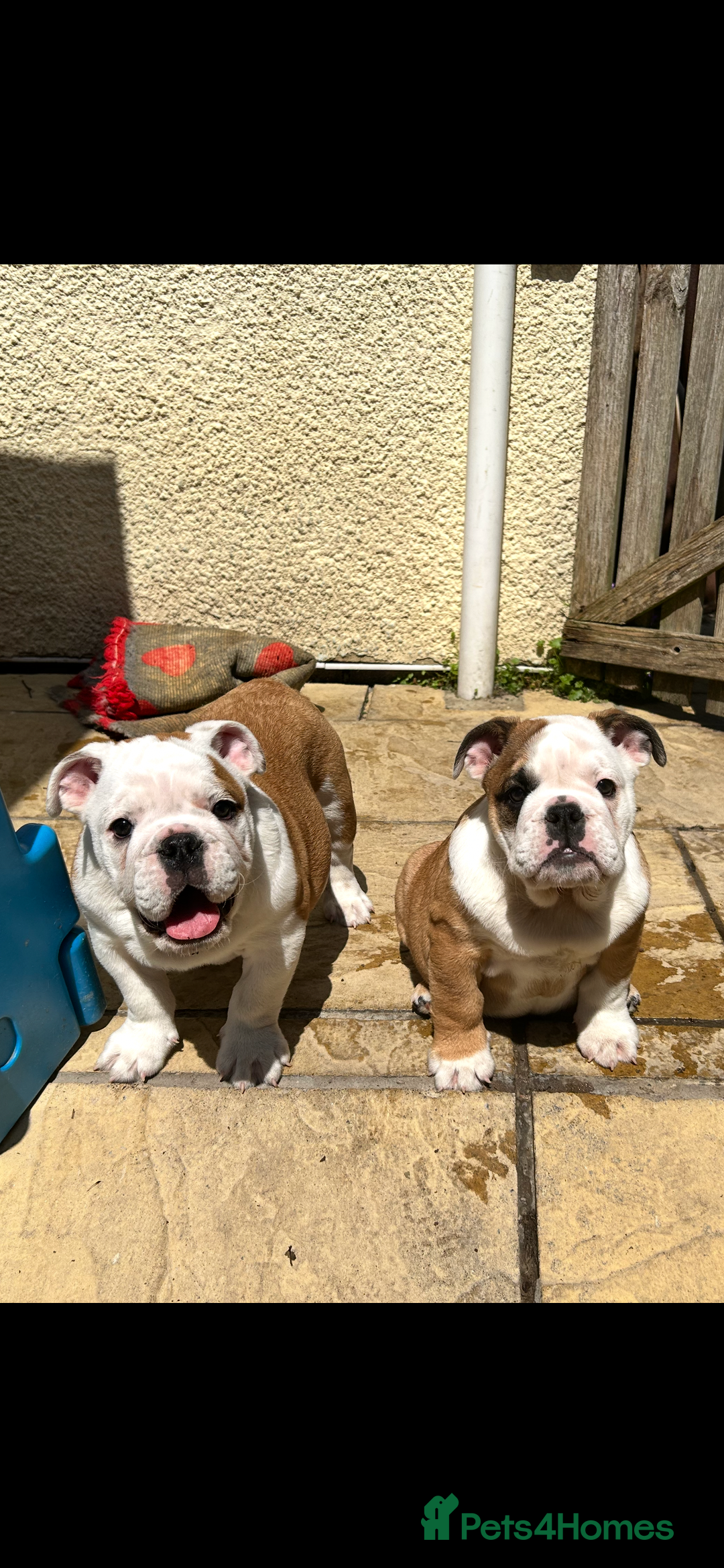 Beagle Bulldog Mix Beabull Puppies Adoption Beabull Puppies Bully