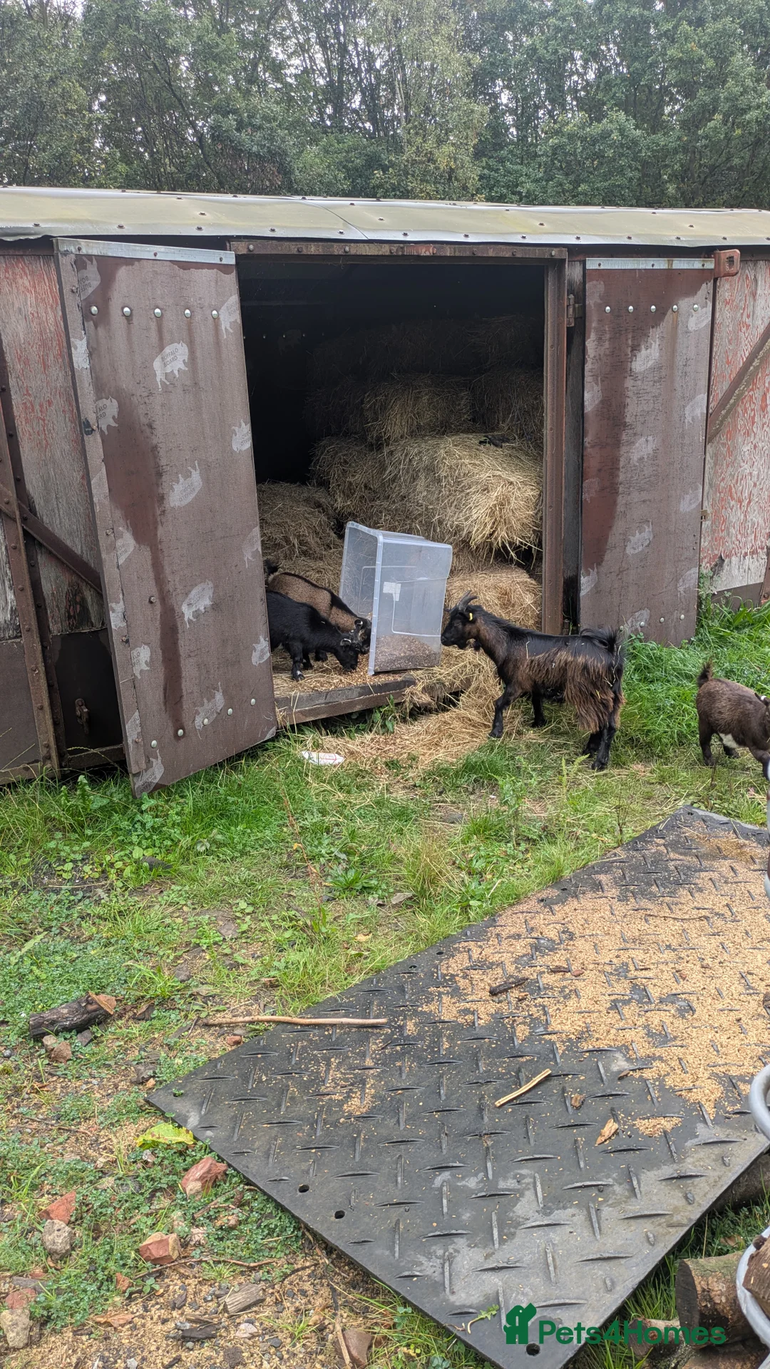 Goats livestock for sale: Pygmy Goats. Beautiful colours  - Advert 3