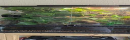 Gecko reptiles for sale: Koch's Day Gecko with Bioactive enclosure.  - Advert 2
