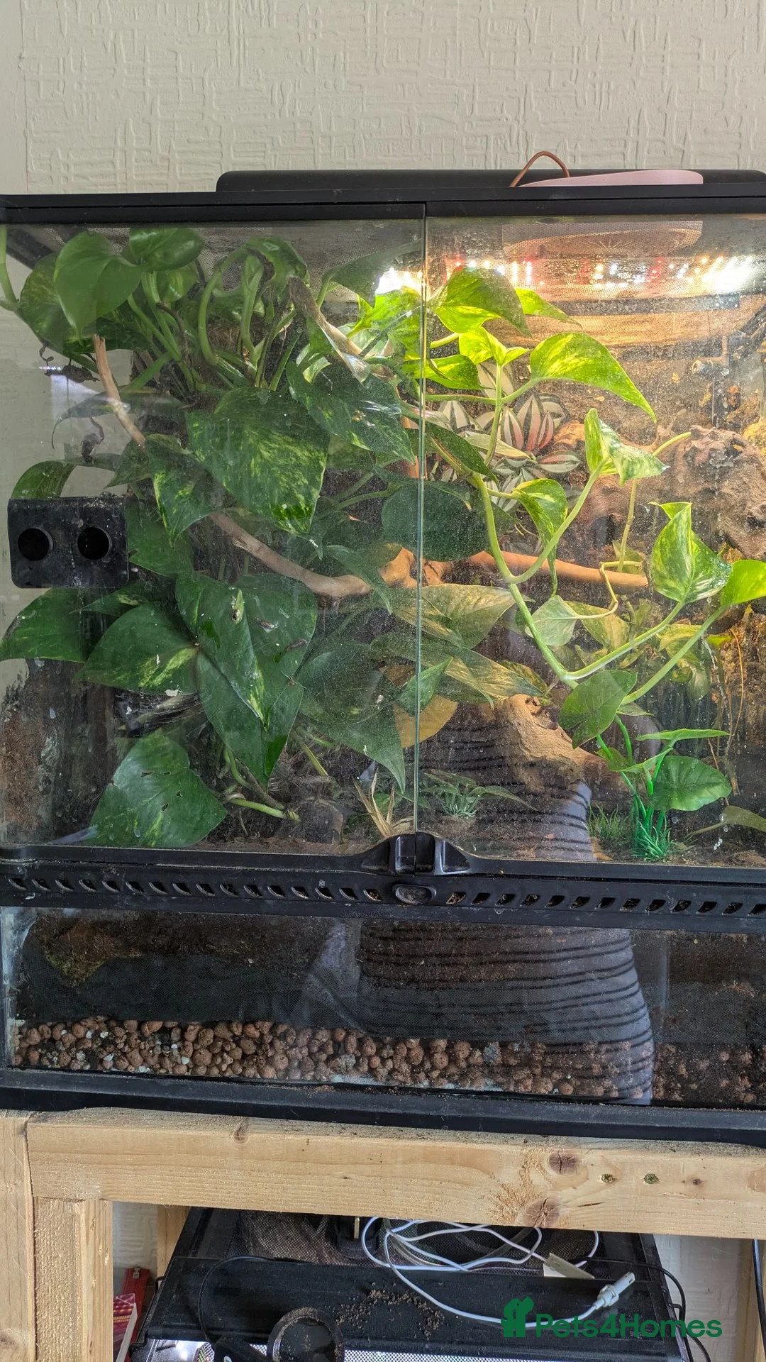 Gecko reptiles for sale: Koch's Day Gecko with Bioactive enclosure.  - Advert 2