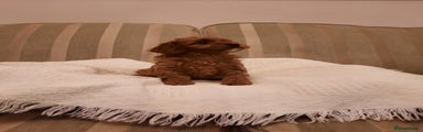 Cavapoo Puppy 1