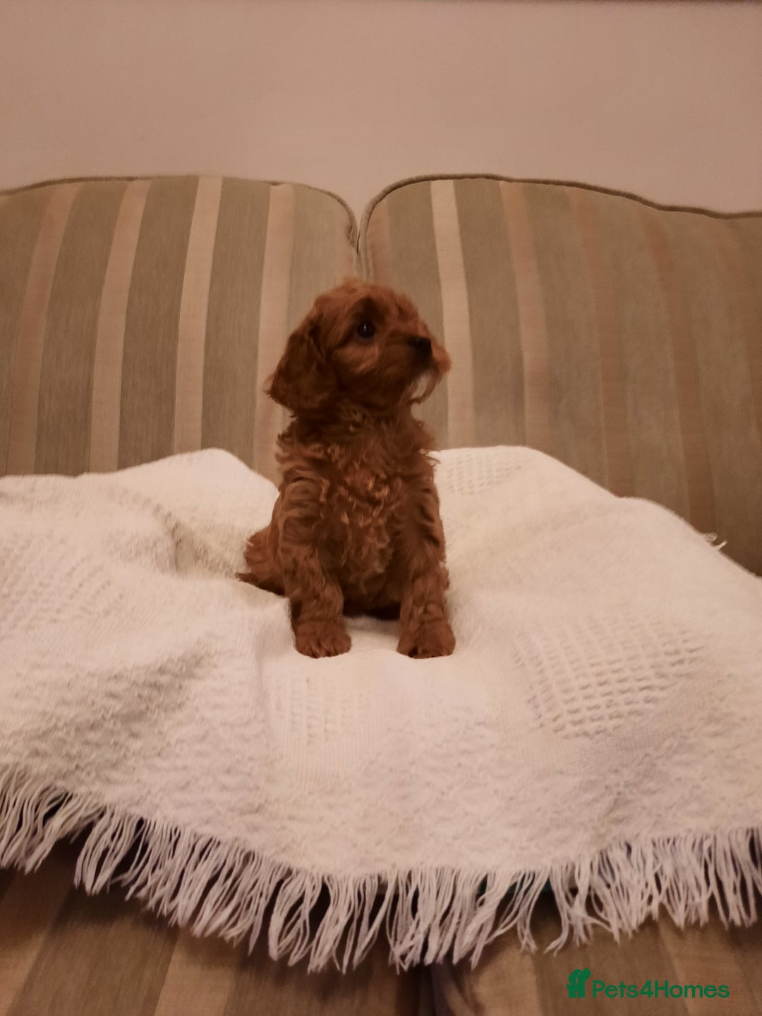 Cavapoo dogs for sale:  Cavapoo  - Advert 2