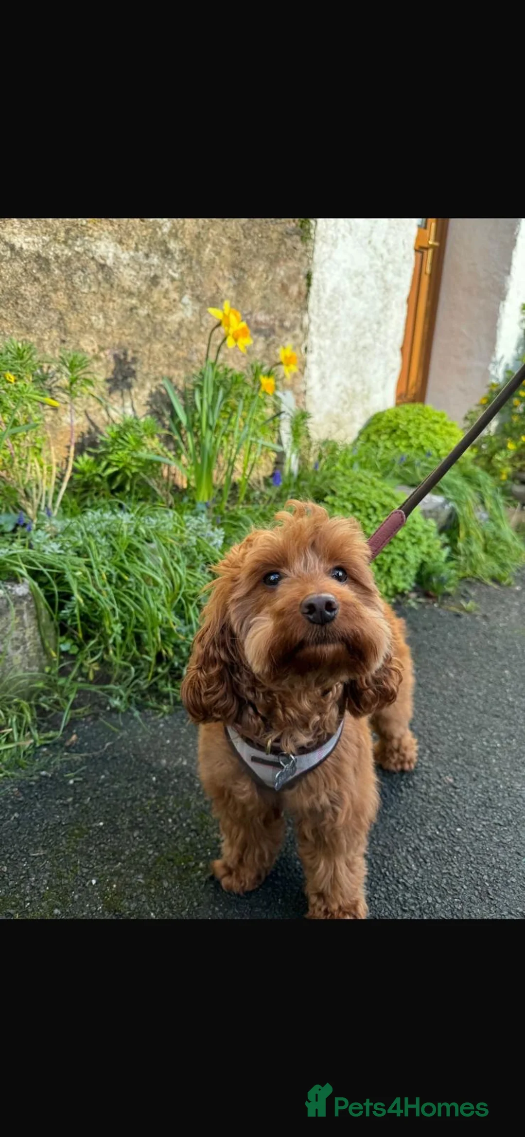 Cavapoo dogs for sale: CAVAPOOS RED TOY SIZE  - Advert 7
