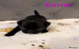 Pug dogs for sale: Pug Puppies - Image 14