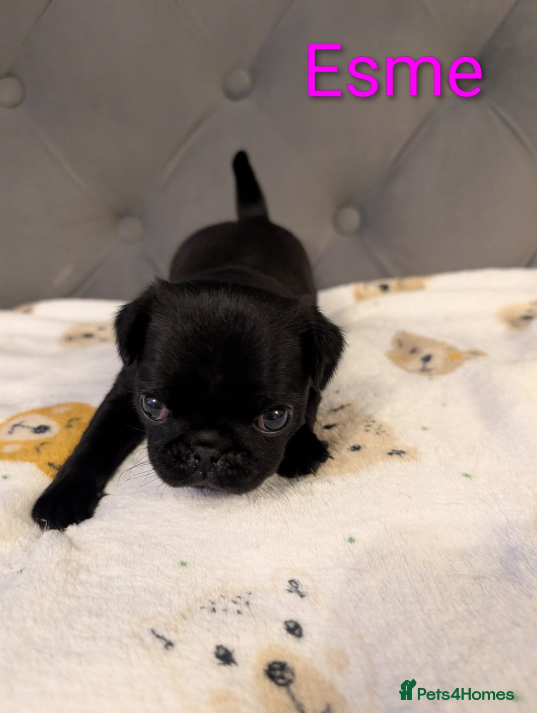 Pug dogs for sale: Pug Puppies - Image 14