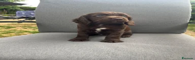 Cocker Spaniel 3