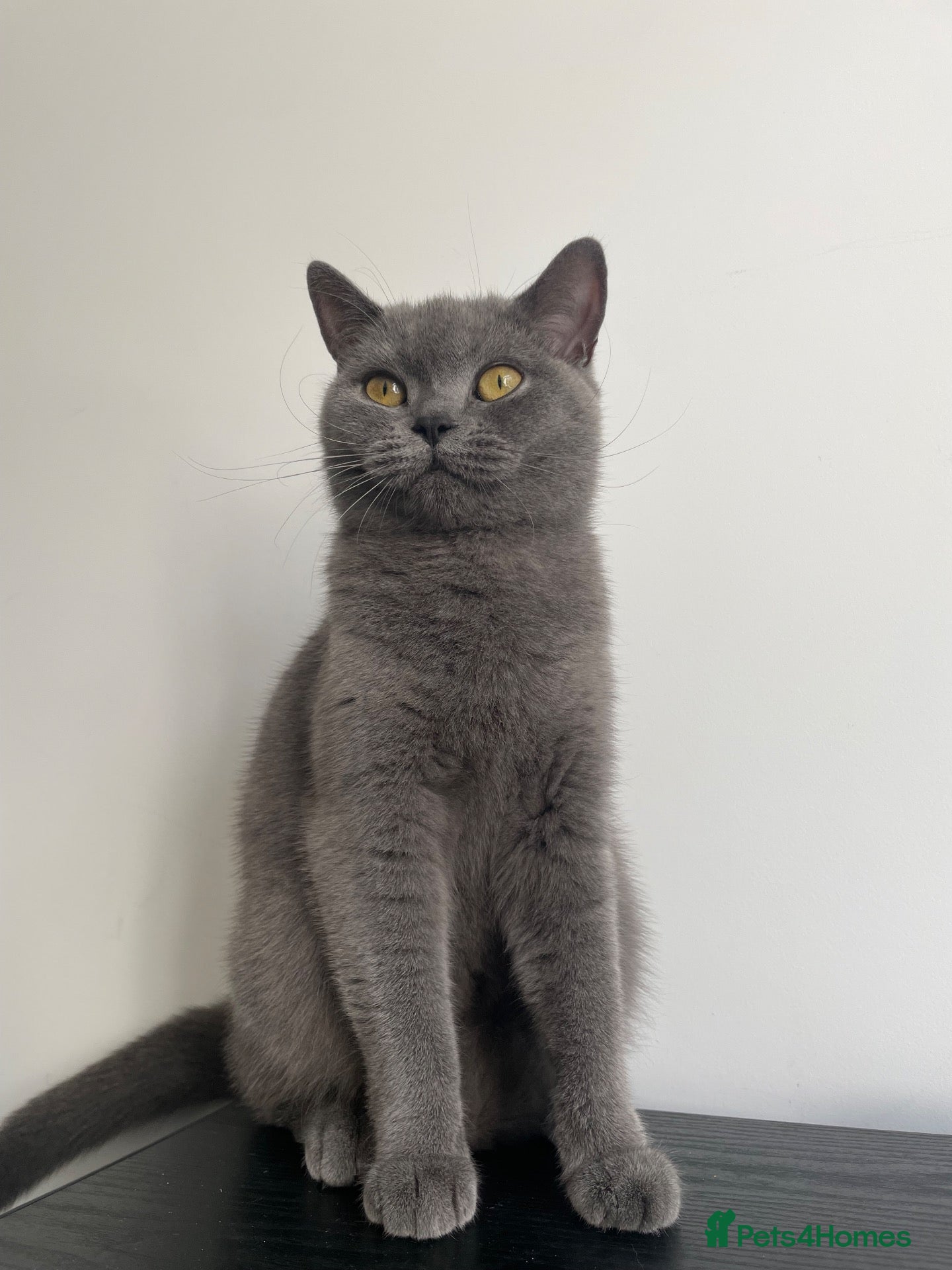 British Shorthair cats Rue and Romeo  - Advert 1