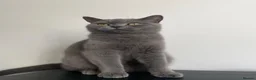 British Shorthair cats for sale: Rue and Romeo  - Advert 1