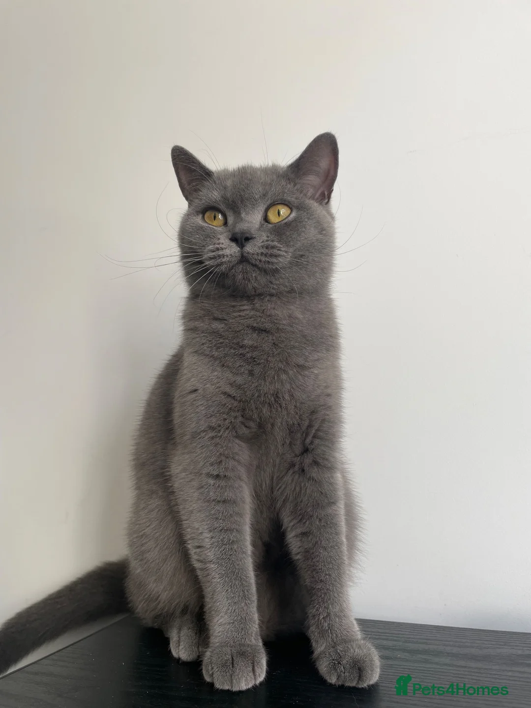 British Shorthair cats for sale: Rue and Romeo  - Advert 1