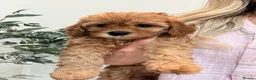 Cavapoo dogs for stud: Proven Toy Cavapoo Stud Extensively Health Checked - Advert 18