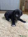 Cane Corso Puppy 7