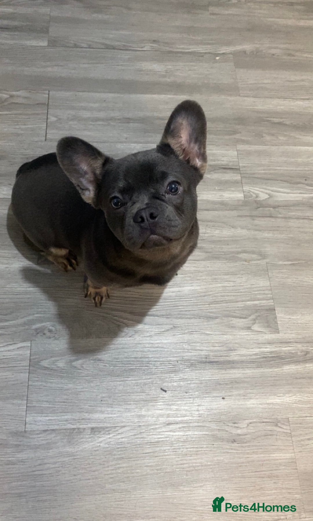French Bulldog dogs for sale: French bulldog carrying fluffy.  - Advert 1