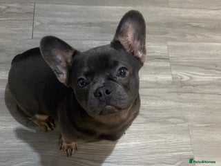 French Bulldog dogs French bulldog carrying fluffy. - Advert 2