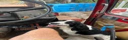 Sprocker dogs for sale: Sprocker Spaniel Puppies for Sale  - Advert 8