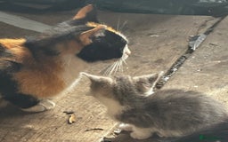 Mixed Breed cats for sale: Beautiful kittens various colours  - Image 7