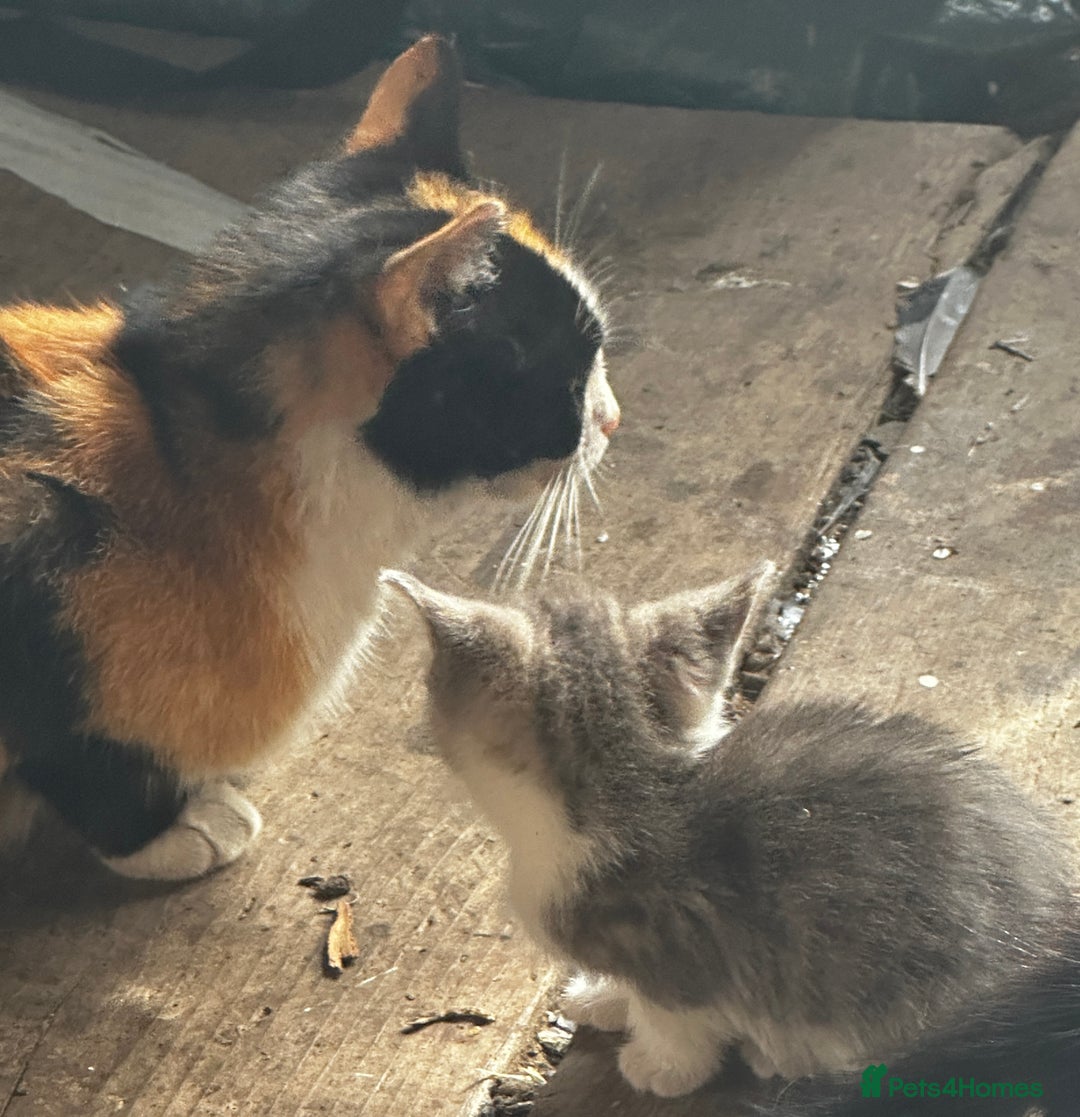 Mixed Breed cats for sale: Beautiful kittens various colours  - Image 7