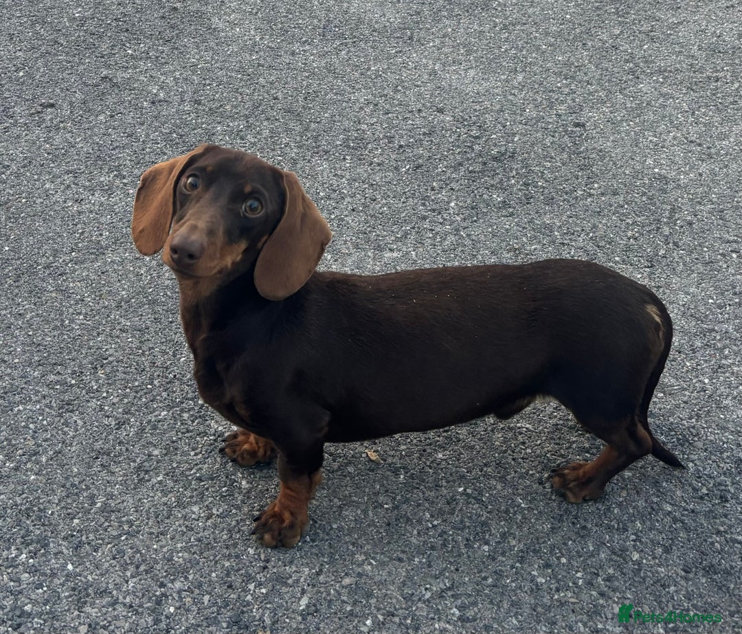 Miniature Dachshund dogs for stud:  miniature dachshund for stud  in Salisbury - Advert 2