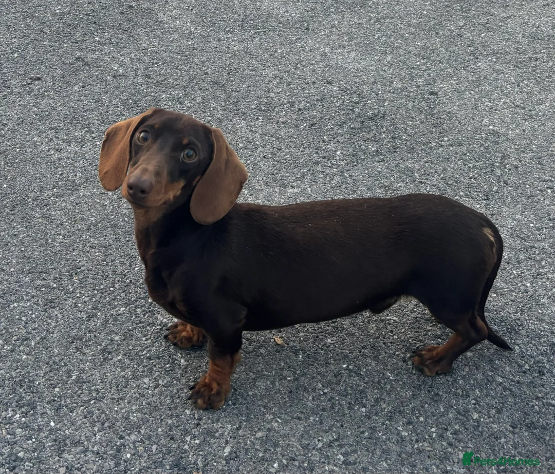 Miniature Dachshund dogs for stud:  miniature dachshund for stud  in Salisbury - Advert 2