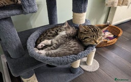 Domestic Shorthair cats for sale: 7 kittens are looking for new home - Image 12