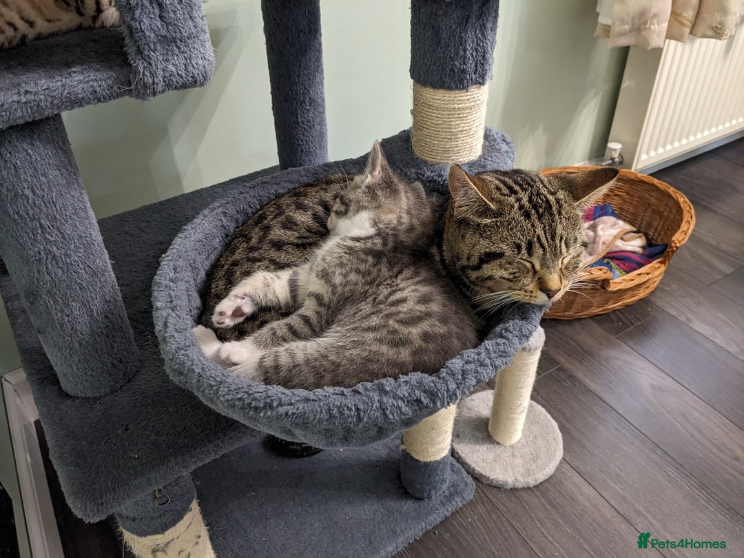 Domestic Shorthair cats for sale: 7 kittens are looking for new home - Image 12