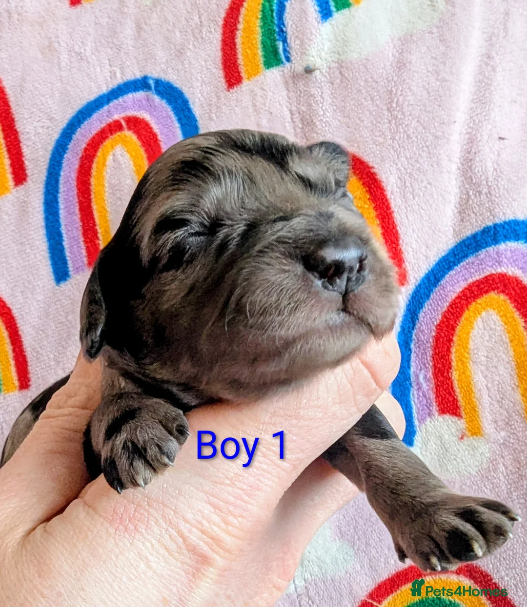 Cavapoo dogs for sale: DNA health tested Merle Cavapoos - Advert 10