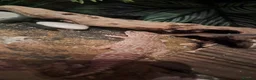 Leopard Gecko reptiles for sale: Albino Leopard Gecko in Salisbury - Advert 5