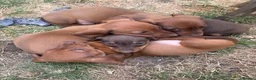 Miniature Dachshund dogs for sale: Miniature dachshund puppies  in Louth - Advert 7