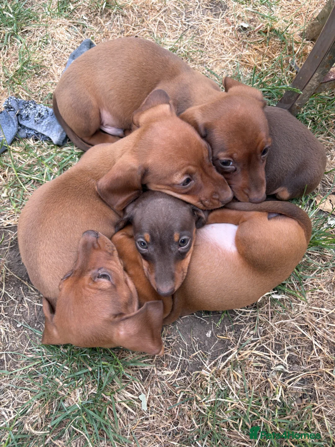 Miniature Dachshund dogs for sale: Miniature dachshund puppies  in Louth - Advert 7