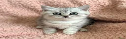 British Shorthair cats for sale: Gorgeous silver female British shorthair kitten - Advert 2