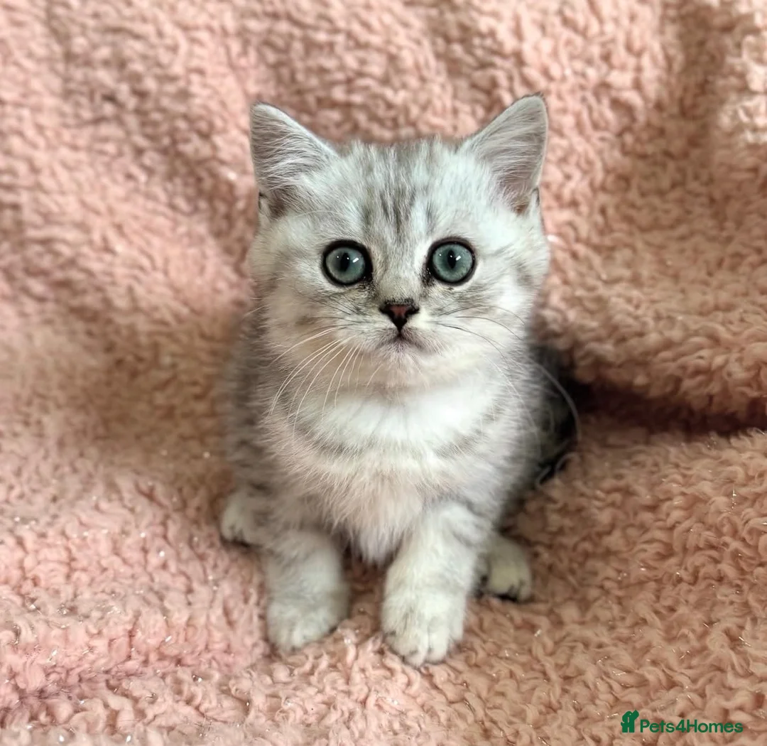 British Shorthair cats for sale: Gorgeous silver female British shorthair kitten - Advert 2